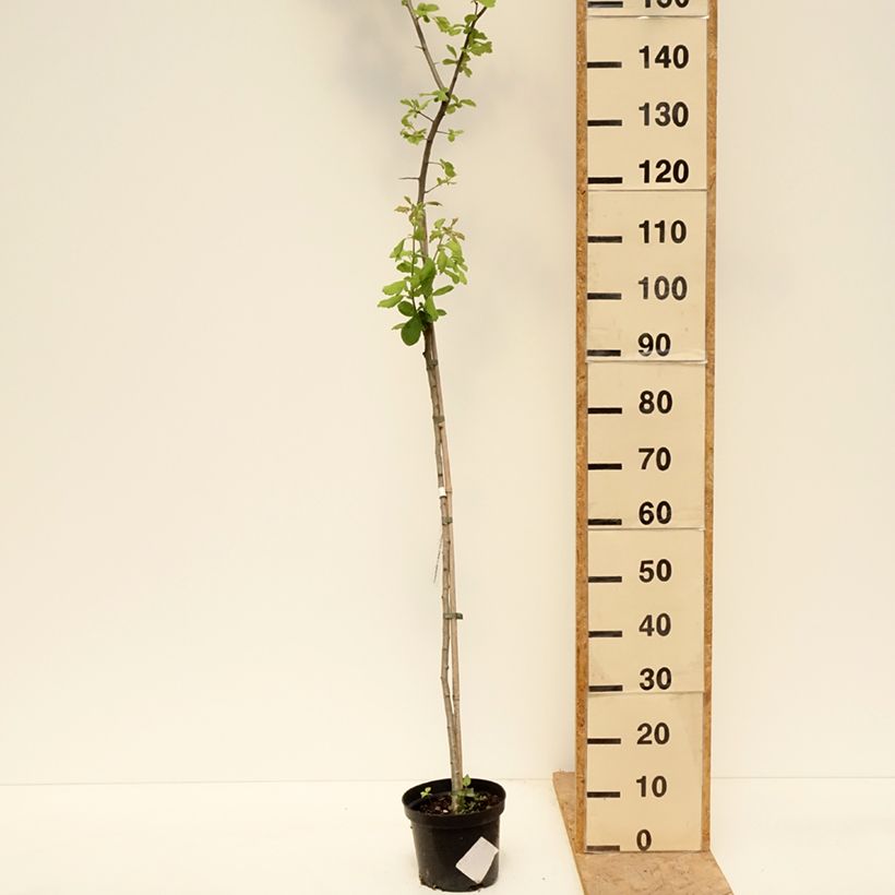 Crataegomespilus dardarii Jules d'Asnière Pot de 3L/4L, TigeHauteur livrée env. 80/100cm Ejemplar entregado en la primavera