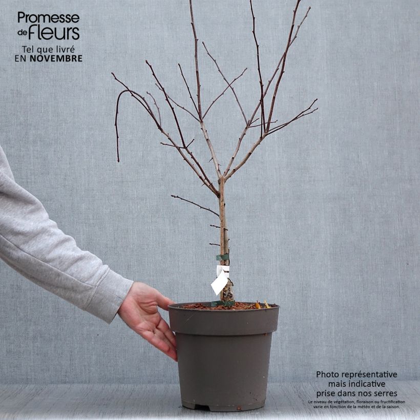 Ejemplar de Espino de espolones​ - Crataegus crus-galli Maceta 6L/7L entregado en otoño