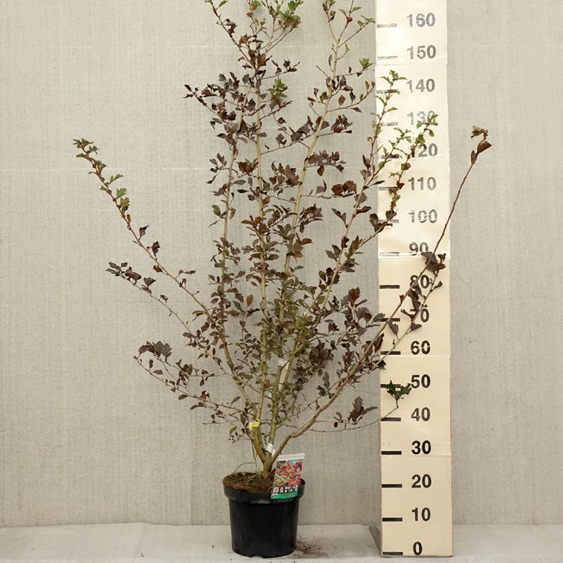 Ejemplar de Crataegus grignonensis - Espino Maceta 7,5L/10L entregado en otoño
