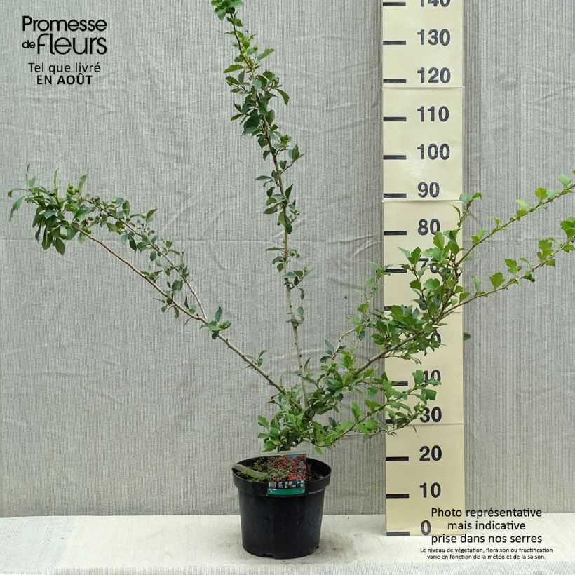 Ejemplar de Crataegus grignonensis - Espino Maceta 7,5L/10LAltura de entrega aprox. 80/100cm entregado en verano