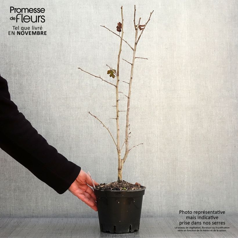 Ejemplar de Espino blanco - Crataegus laevigata Rosea Flore Pleno Maceta 3L/4L entregado en otoño