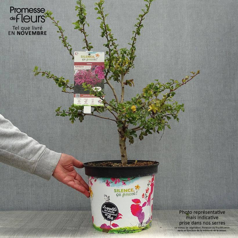 Ejemplar de Espino blanco - Crataegus laevigata Rosea Flore Pleno Maceta 7,5L/10L entregado en otoño