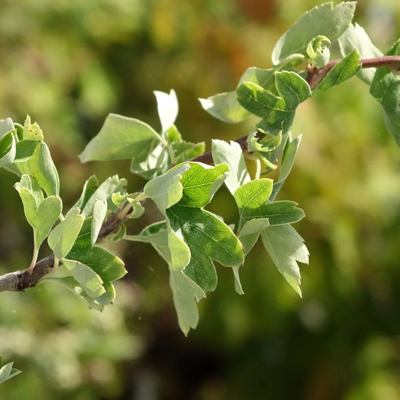 Espino albar - Crataegus monogyna Flexuosa (Follaje)