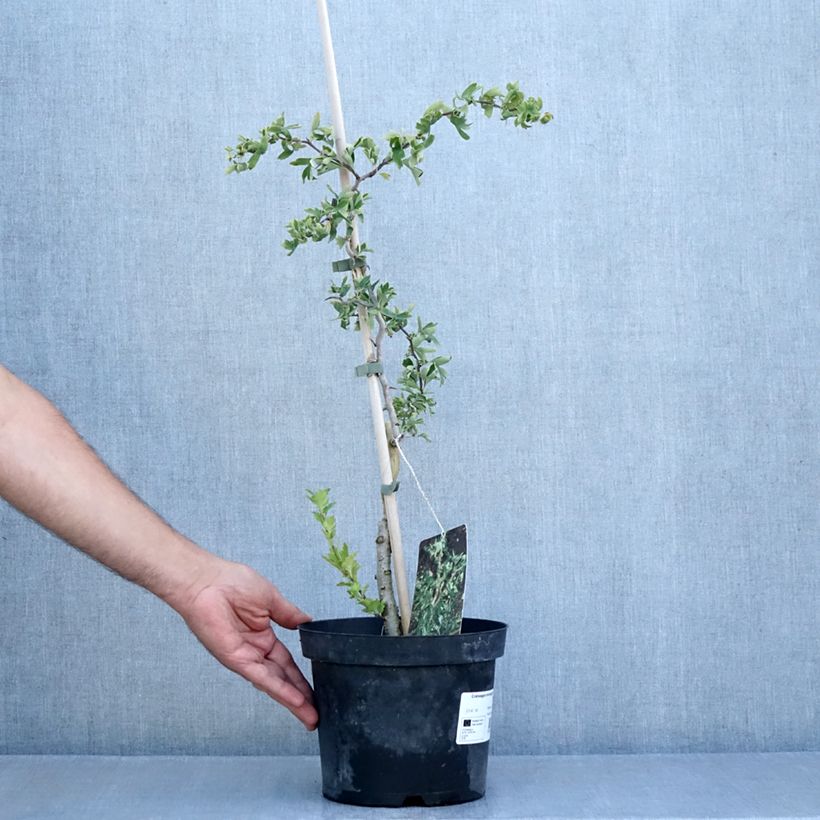 Ejemplar de Espino albar - Crataegus monogyna Flexuosa Maceta 3L/4L entregado en verano