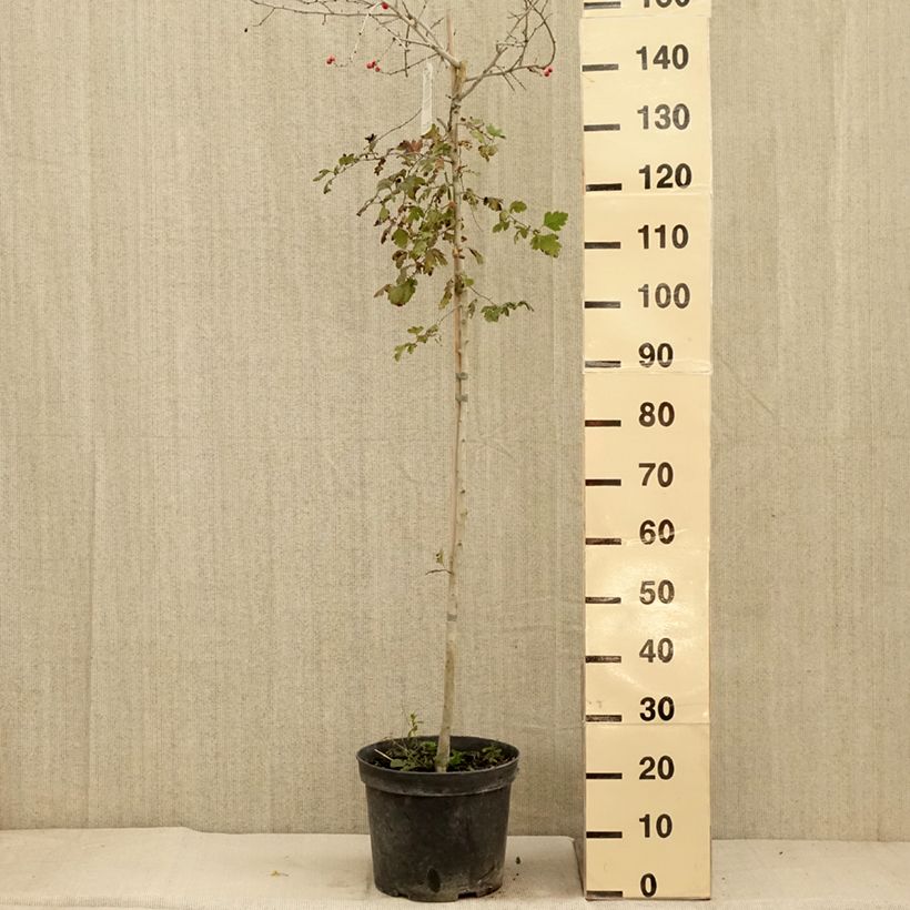 Ejemplar de Espino albar - Crataegus monogyna Gireoudii Maceta 12L/15L entregado en otoño