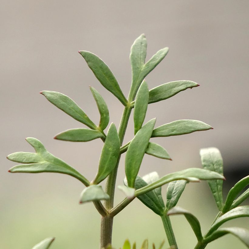 Hinojo marino - Crithmum maritimum (Follaje)