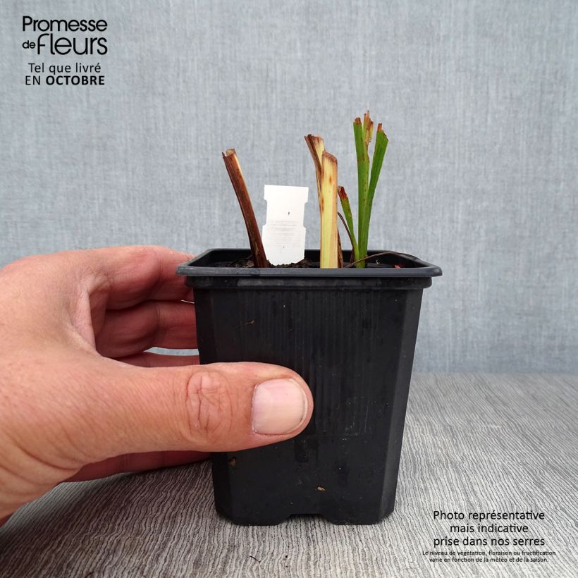 Ejemplar de Crocosmia crocosmiiflora Babylon Maceta de 7/8 cm entregado en otoño