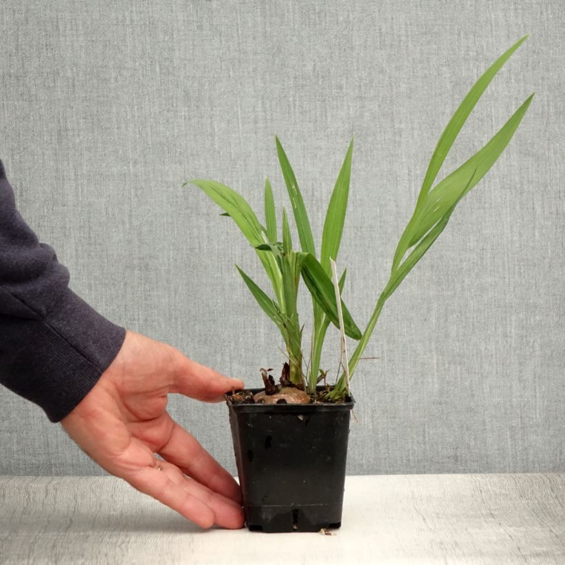 Ejemplar de Crocosmia masoniorum Lucifer Maceta de 8/9 cm entregado en verano