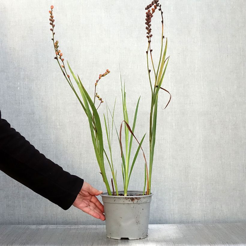 Ejemplar de Crocosmia crocosmiflora Fire King Maceta 3L/4L calibre 6+ entregado en otoño