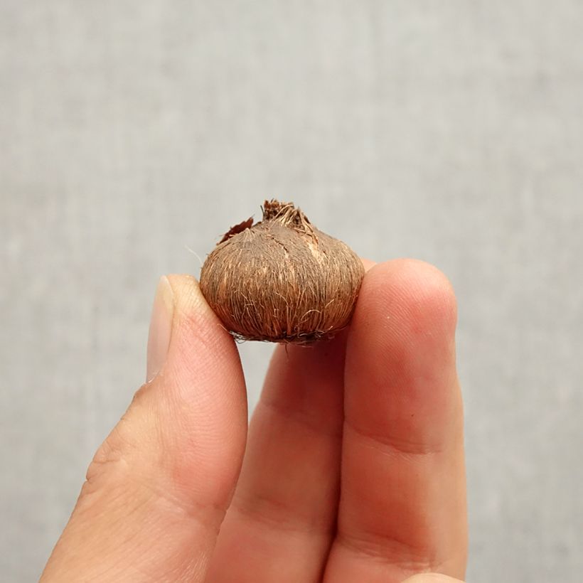 Ejemplar de Crocus Grand Maître Bulbo calibre 8 entregado en otoño