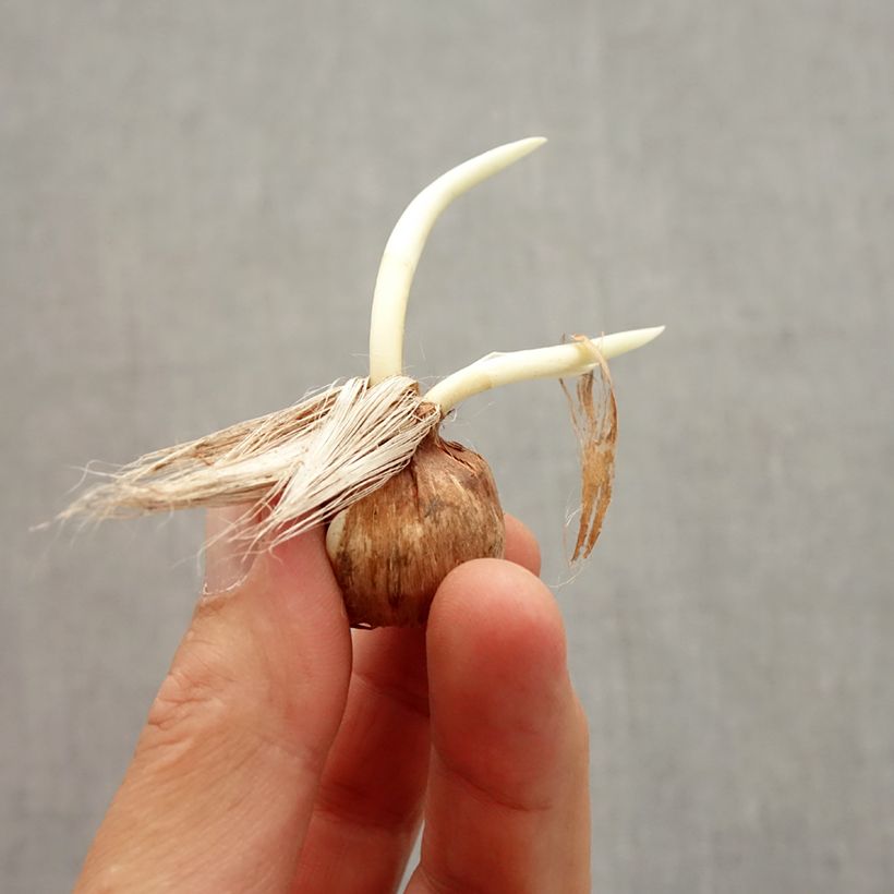 Ejemplar de Crocus Pickwick Bulbo calibre 8+ entregado en otoño