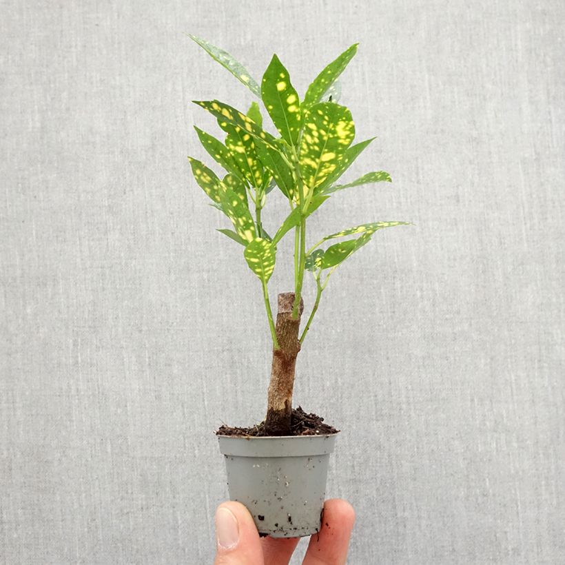 Croton Aucubaefolia - Codiaeum Mini-plante Ejemplar entregado en la primavera