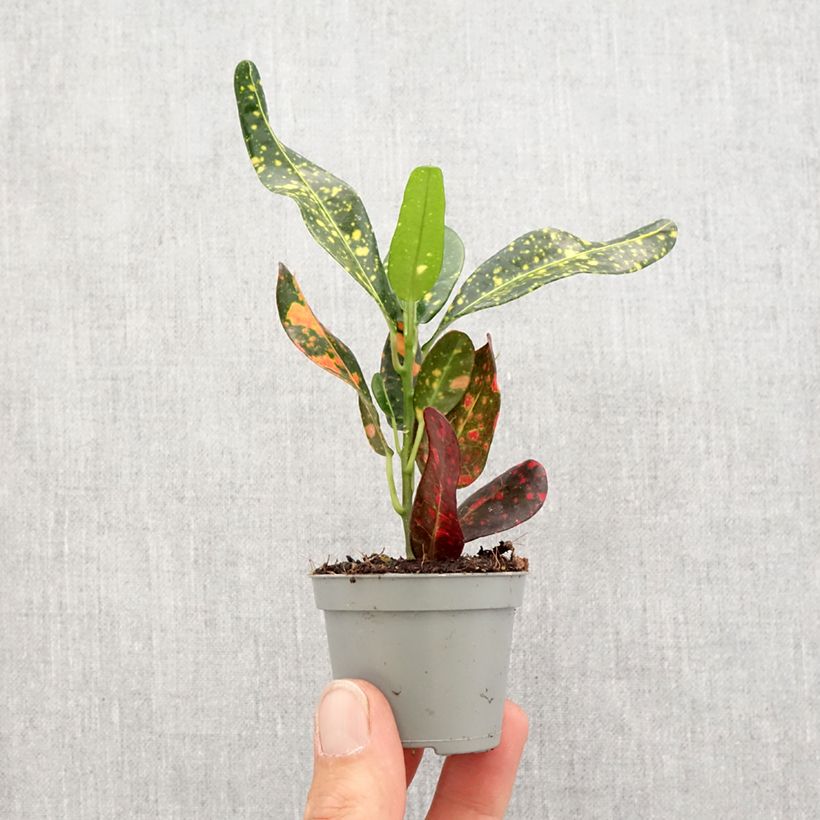 Croton Mammie - Codiaeum Mini-plante Ejemplar entregado en la primavera
