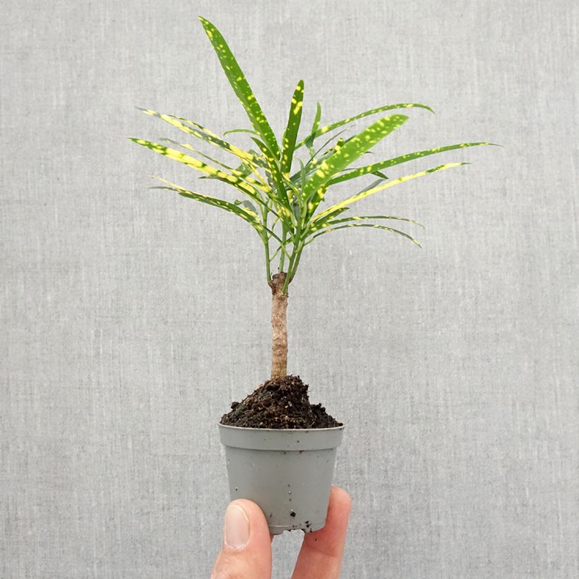 Croton Pictum - Codiaeum Mini-plante Ejemplar entregado en la primavera