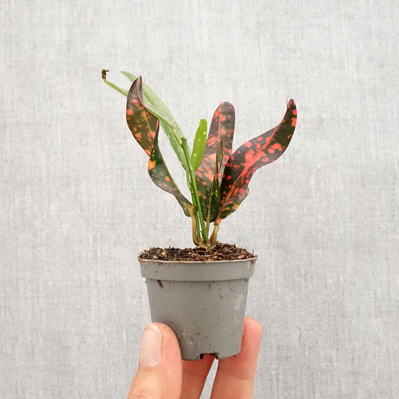Croton Red Batik - Codiaeum  Mini-plante Ejemplar entregado en la primavera