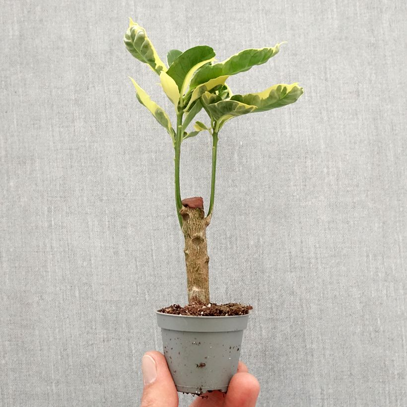 Croton Tamara - Codiaeum arbustif Mini-plante Ejemplar entregado en la primavera