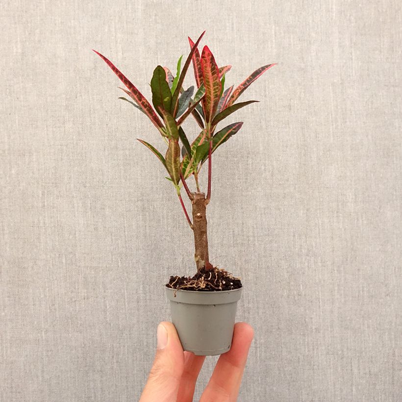 Croton variegatum Excurrens - Codiaeum Mini-plante Ejemplar entregado en la primavera