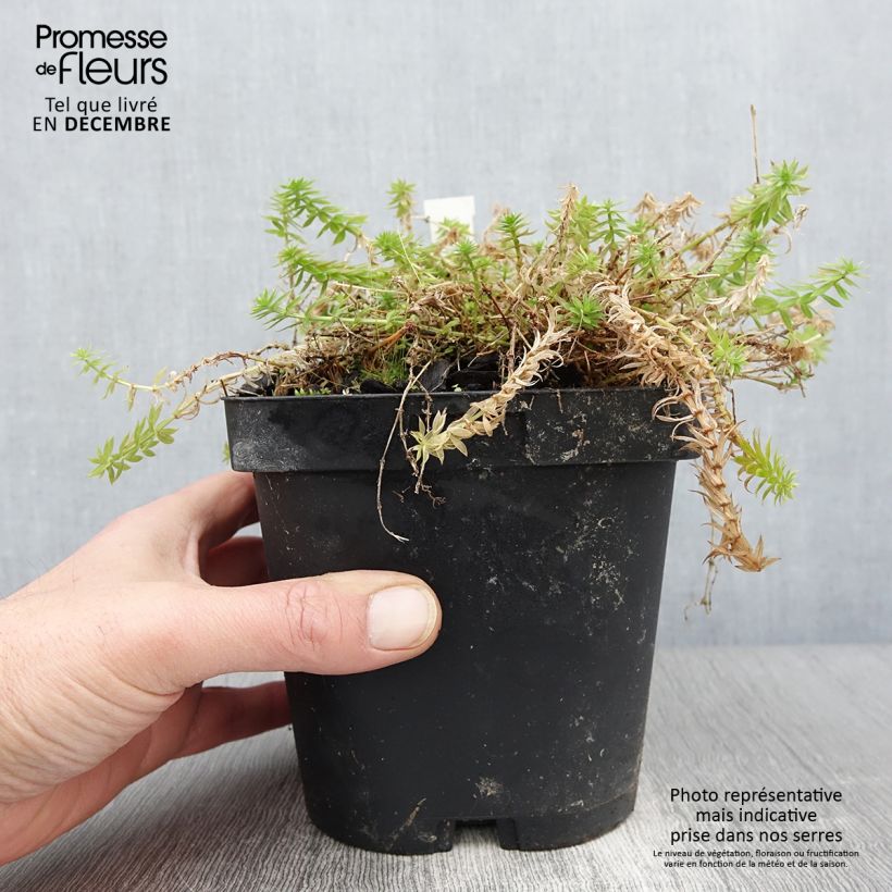 Ejemplar de Phuopsis stylosa - Crucianela Maceta 2L/3L entregado en otoño