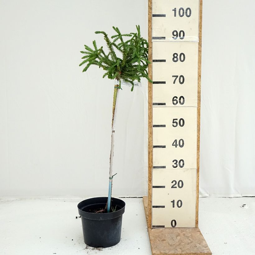 Ejemplar de Sugi Dinger - Cryptomeria japonica Maceta 4L/5L entregado en verano