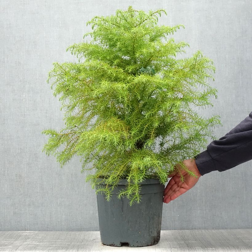 Ejemplar de Sugi Elegans - Cryptomeria japonica Maceta 7,5L/10L entregado en verano