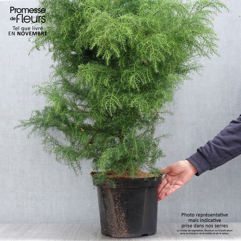 Ejemplar de Sugi Elegans Viridis - Cryptomeria japonica Maceta 7,5L/10L entregado en otoño