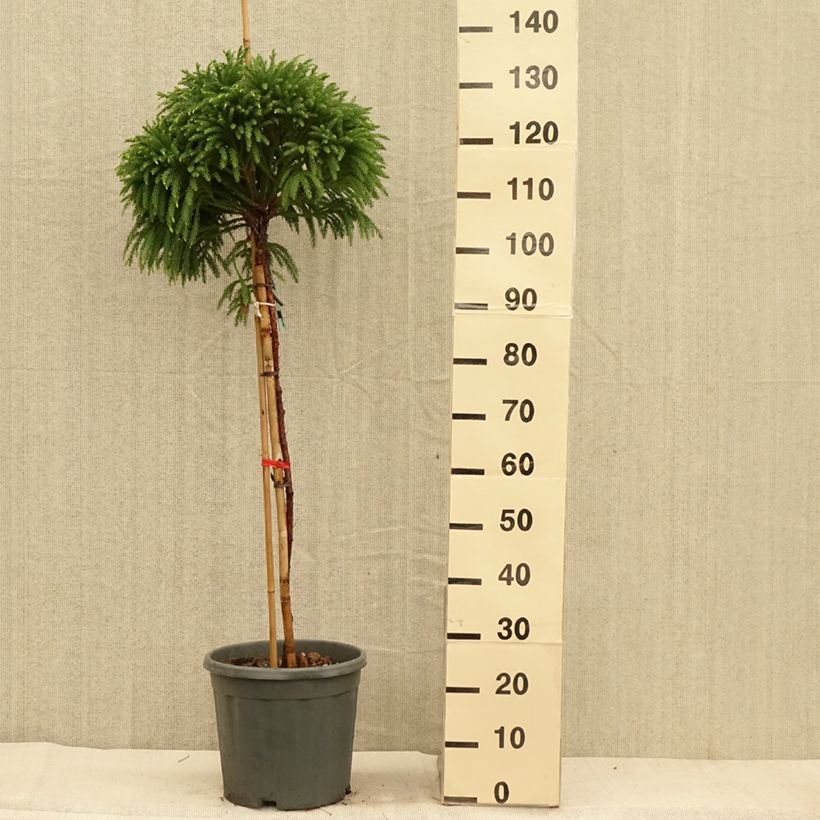 Ejemplar de Sugi Globosa Nana - Cryptomeria japonica Maceta 12L/15L entregado en otoño