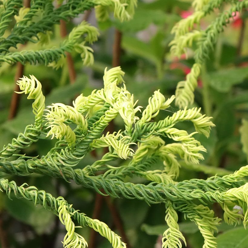 Sugi Kyara Gold - Cryptomeria japonica (Follaje)