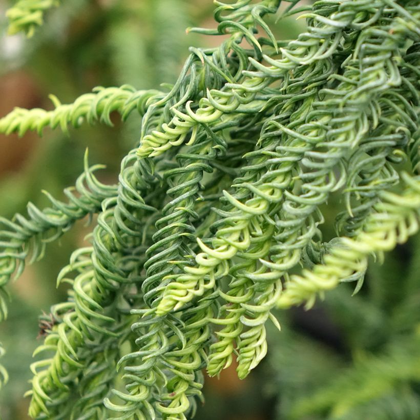 Sugi Kyara Gold - Cryptomeria japonica (Follaje)