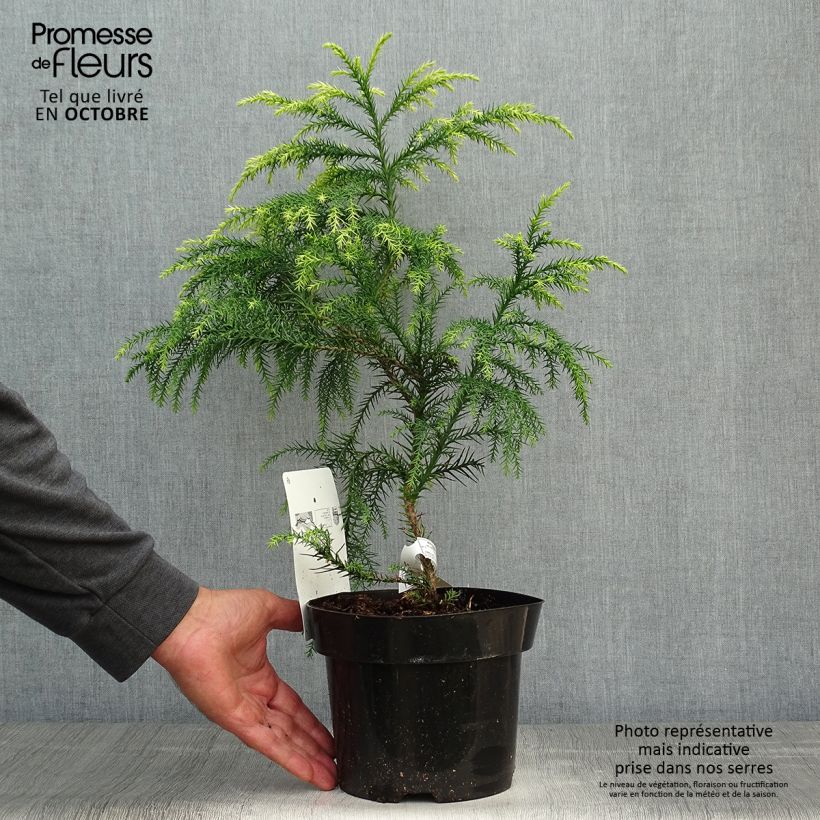 Ejemplar de Sugi Sekkan Sugi - Cryptomeria japonica Maceta 2L/3L entregado en otoño