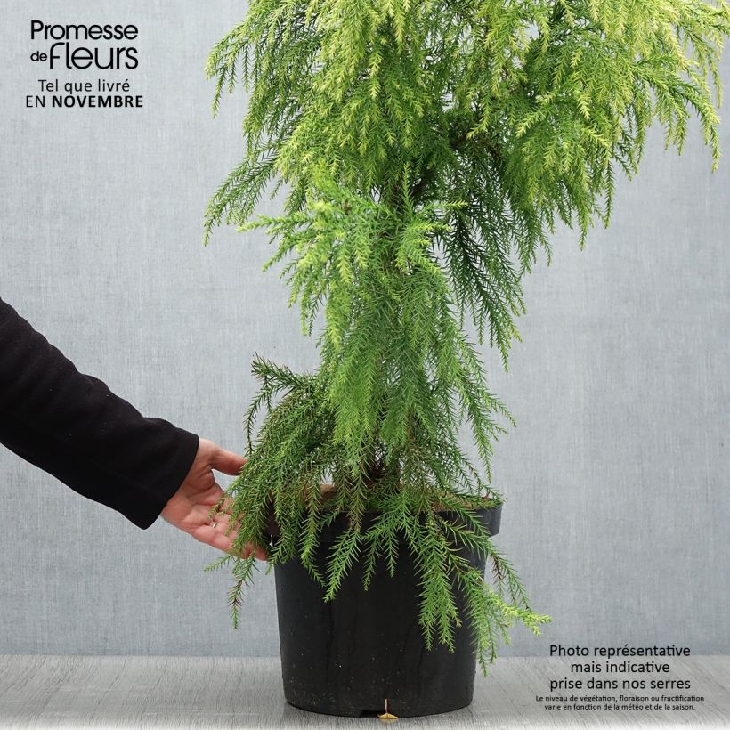 Ejemplar de Sugi Sekkan Sugi - Cryptomeria japonica Maceta 7,5L/10L entregado en otoño