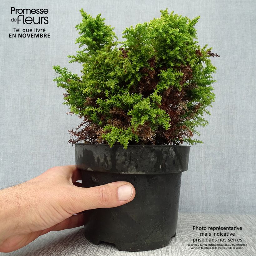 Ejemplar de Sugi Twinkle Toes - Cryptomeria japonica Maceta 2L/3L entregado en otoño