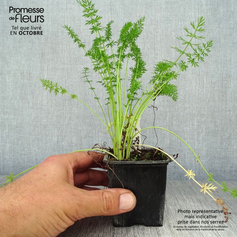 Ejemplar de Alcaravea - Carum carvi Maceta de 8/9 cm entregado en otoño