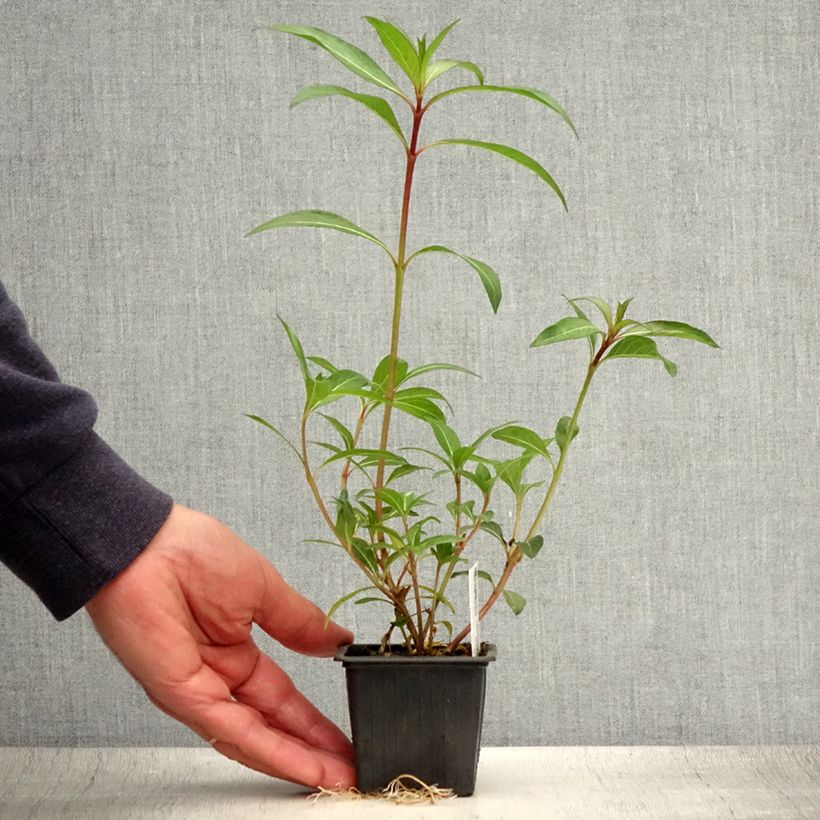 Ejemplar de Cuphea micropetala - Cufea Maceta de 8/9 cm entregado en verano