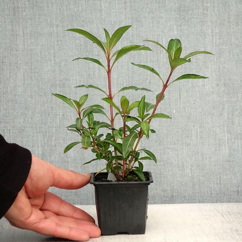 Cuphea micropetala - Cufea Maceta de 8/9 cm Ejemplar entregado en la primavera