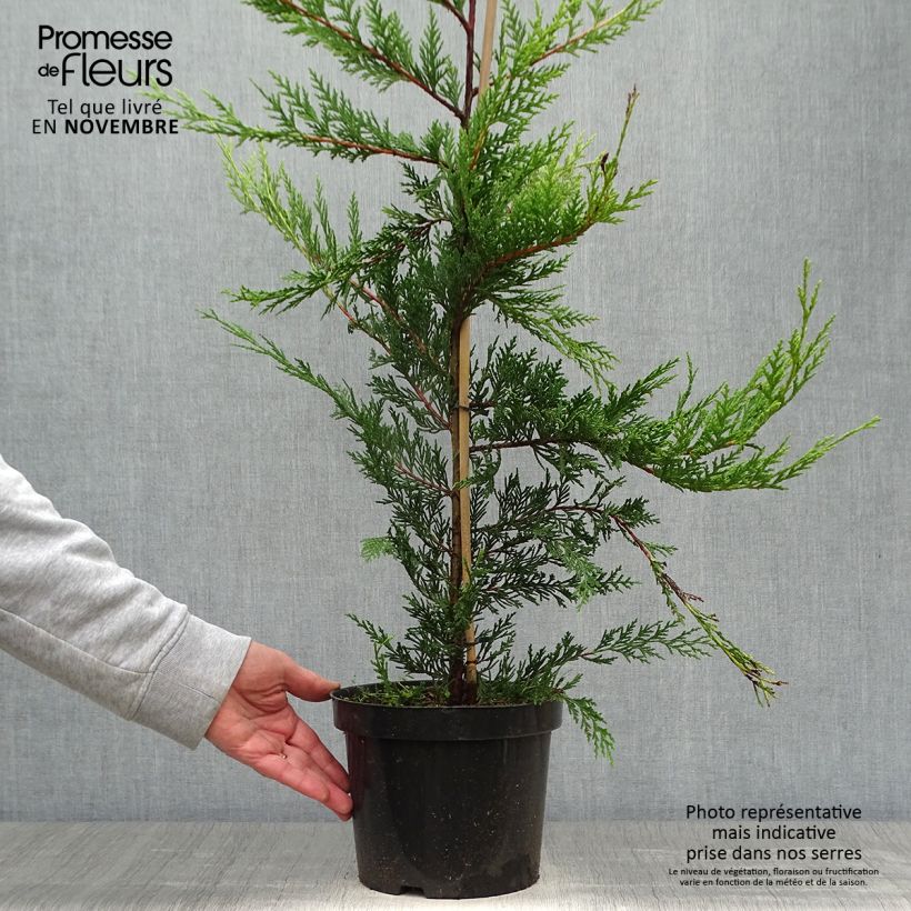 Ejemplar de Ciprés leylandii Castlewellan Gold - Cupressocyparis Maceta 3L/4L entregado en otoño