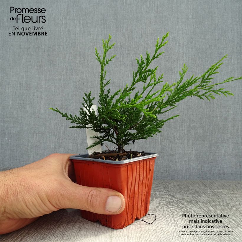 Ejemplar de Ciprés leylandii Castlewellan Gold - Cupressocyparis Maceta de 8/9 cm entregado en otoño