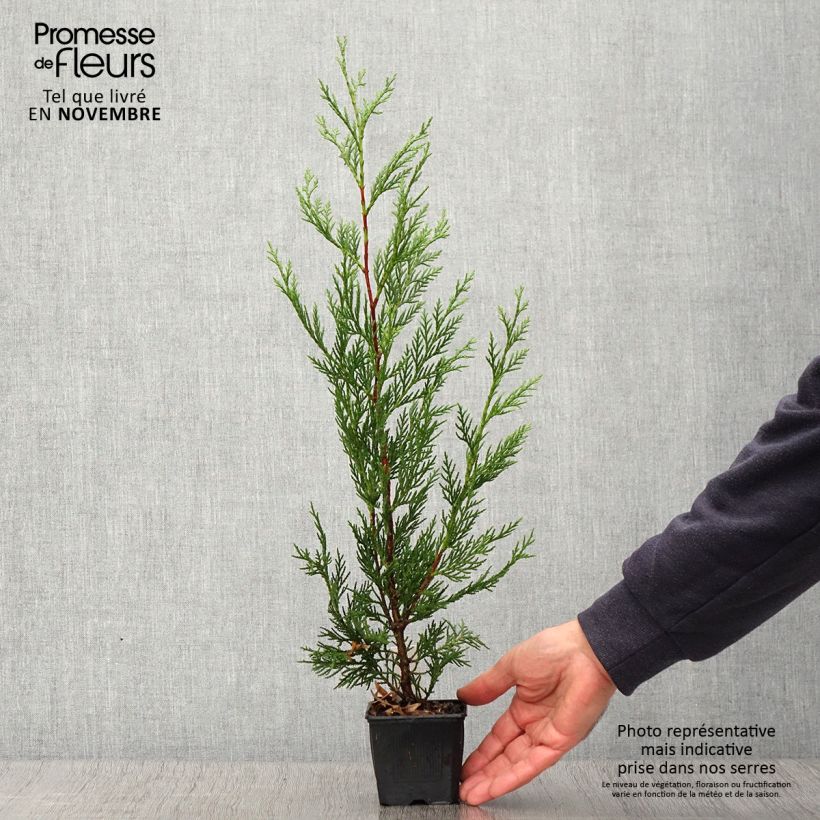 Ejemplar de Ciprés leylandii 2001 - Cupressocyparis Maceta de 8/9 cm entregado en otoño