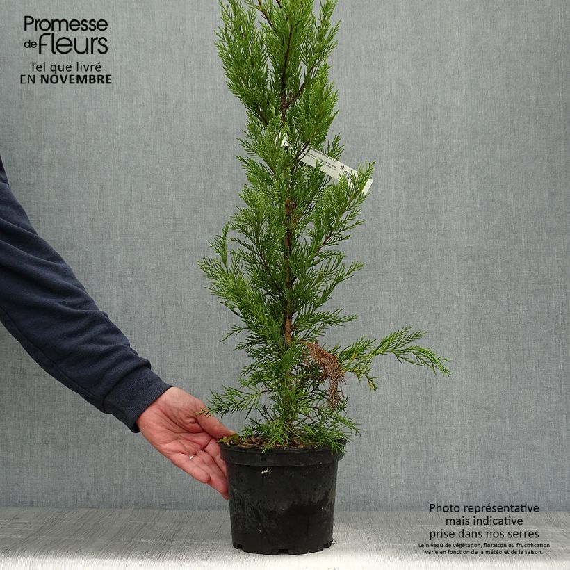Ejemplar de Ciprés leylandii 2001 - Cupressocyparis Maceta 2L/3L entregado en otoño