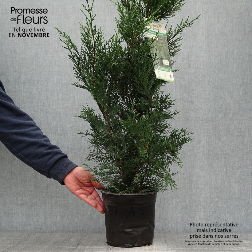 Ejemplar de Ciprés leylandii 2001 - Cupressocyparis Maceta 4L/5L entregado en otoño