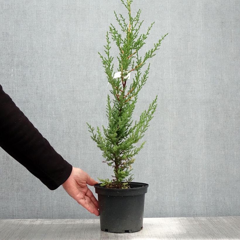 Ejemplar de Cupressus macrocarpa - Ciprés de Monterrey Maceta 2L/3L entregado en otoño