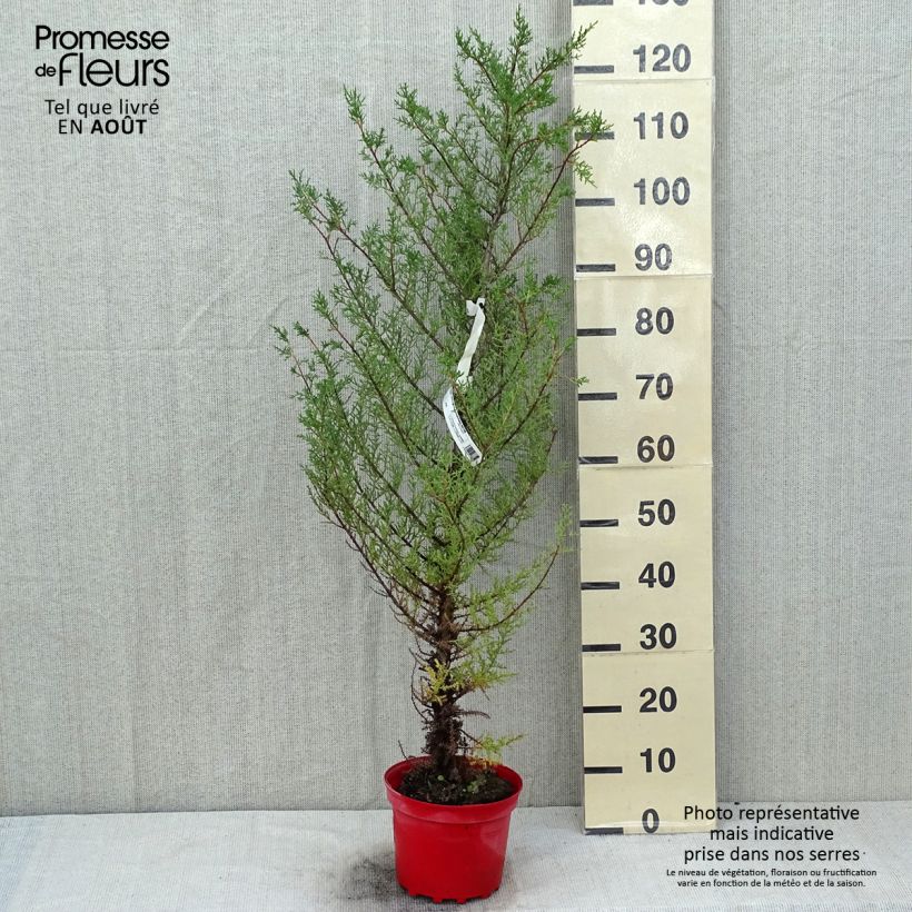 Ejemplar de Cupressus macrocarpa - Ciprés de Monterrey Maceta 2L/3LAltura de entrega aprox. 80/100cm entregado en verano