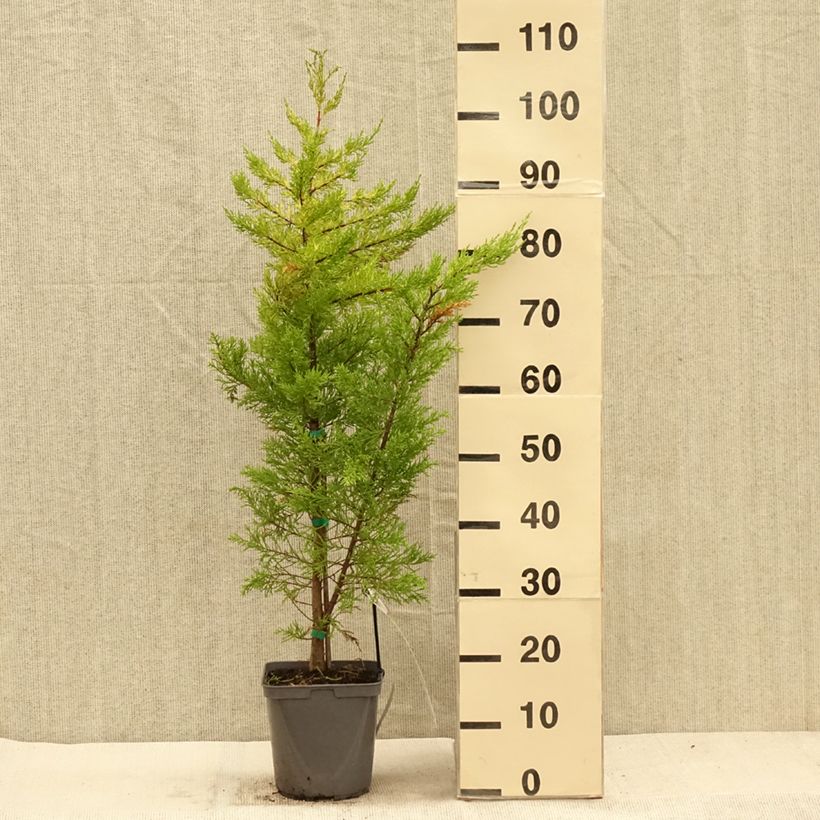 Ejemplar de Cupressus macrocarpa Goldcrest - Ciprés de Monterrey Maceta 4L/5L entregado en otoño