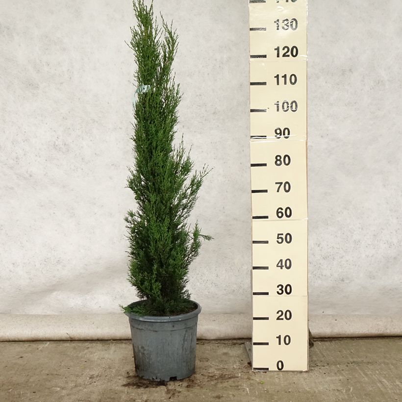Ejemplar de Cupressus sempervirens var. stricta - Ciprés común Maceta 7,5L/10LAltura de entrega aprox. 100/125cm entregado en verano