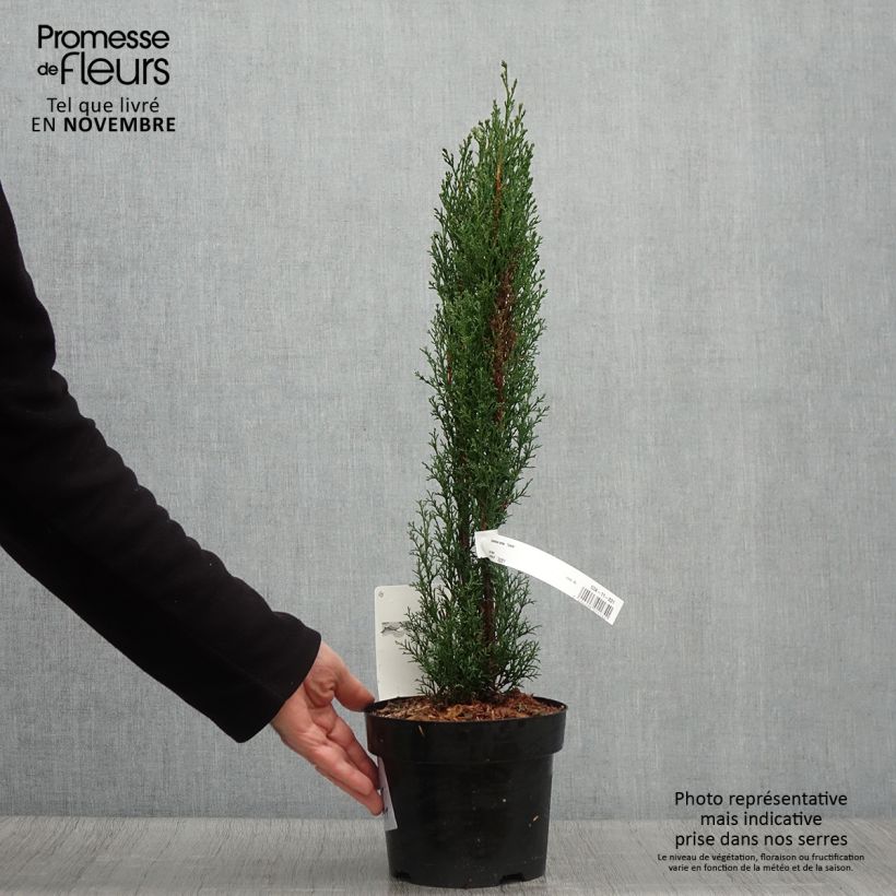 Ejemplar de Cupressus sempervirens var. stricta Totem - Ciprés común Maceta 2L/3L entregado en otoño