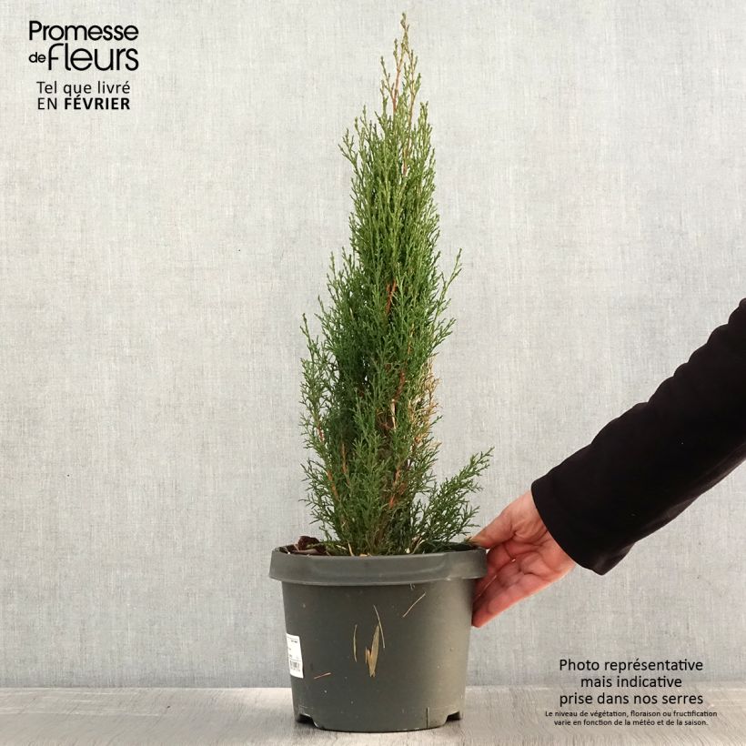 Cupressus sempervirens var. stricta Totem - Ciprés común Maceta 4L/5LAltura de entrega aprox. 60/80cm Ejemplar entregado en invierno