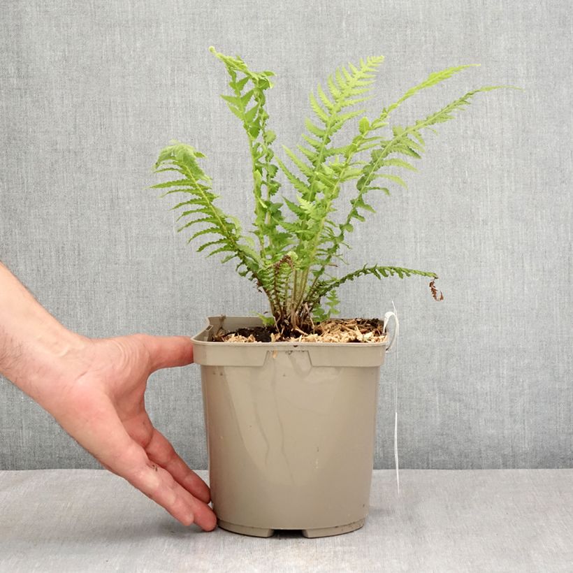 Ejemplar de Cyathea cooperi - Helecho arborescente de encaje Maceta 2L/3L entregado en verano