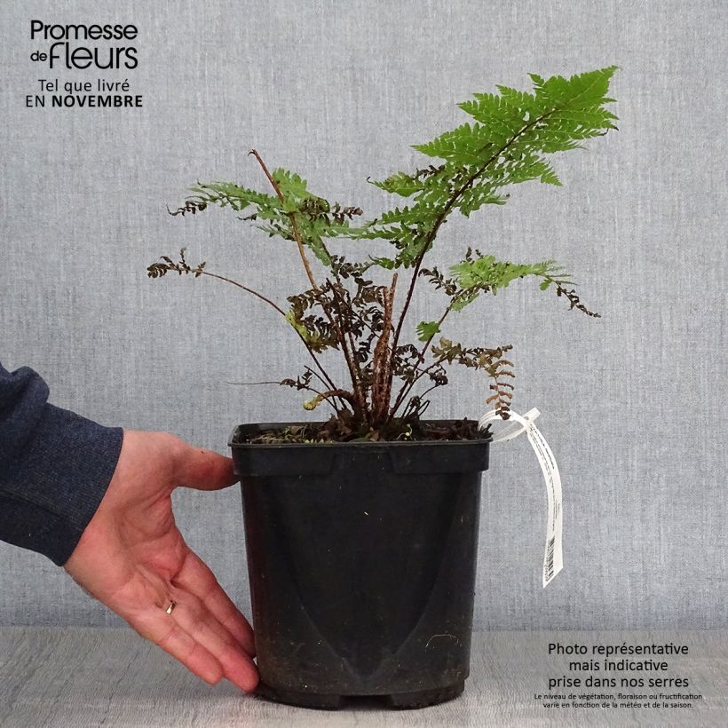 Ejemplar de Cyathea dealbata - Helecho plateado Maceta 2L/3L entregado en otoño