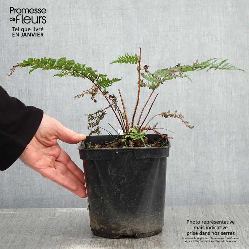 Cyathea dealbata - Helecho plateado Maceta 2L/3L Ejemplar entregado en invierno