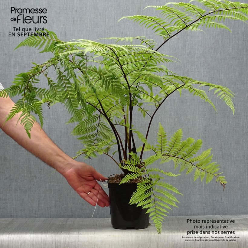 Ejemplar de Cyathea medullaris - árbol helecho negro Maceta 2L/3L entregado en otoño
