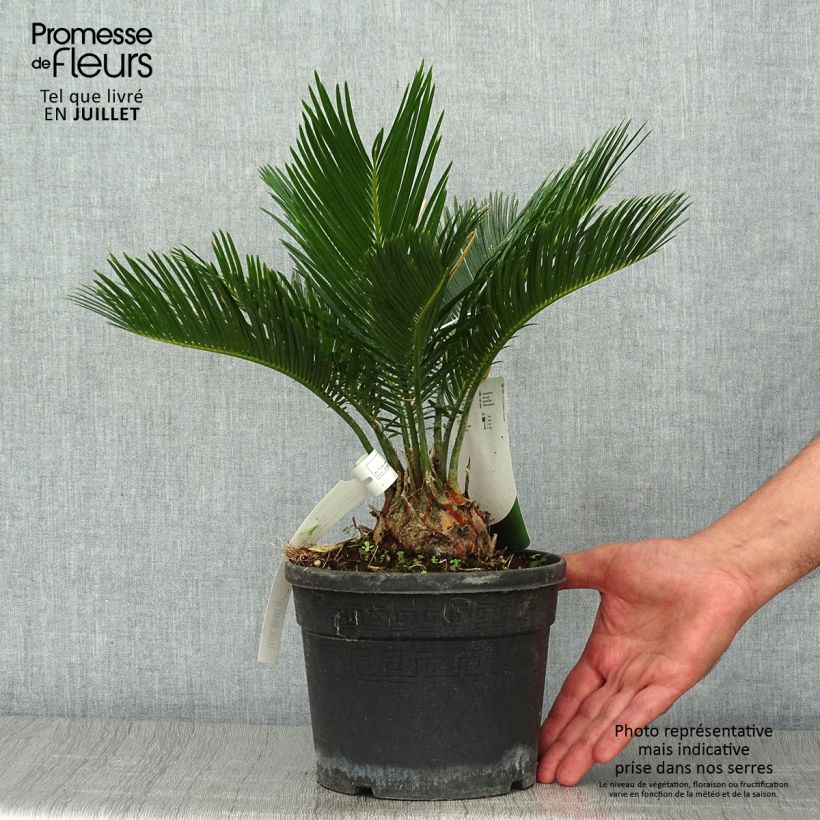Ejemplar de Cycas revoluta - Sagú Maceta 2L/3L entregado en verano
